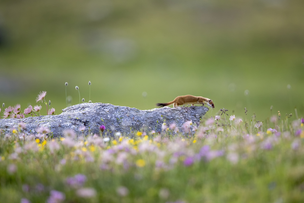 Ermine on patrol von Marco Redaelli