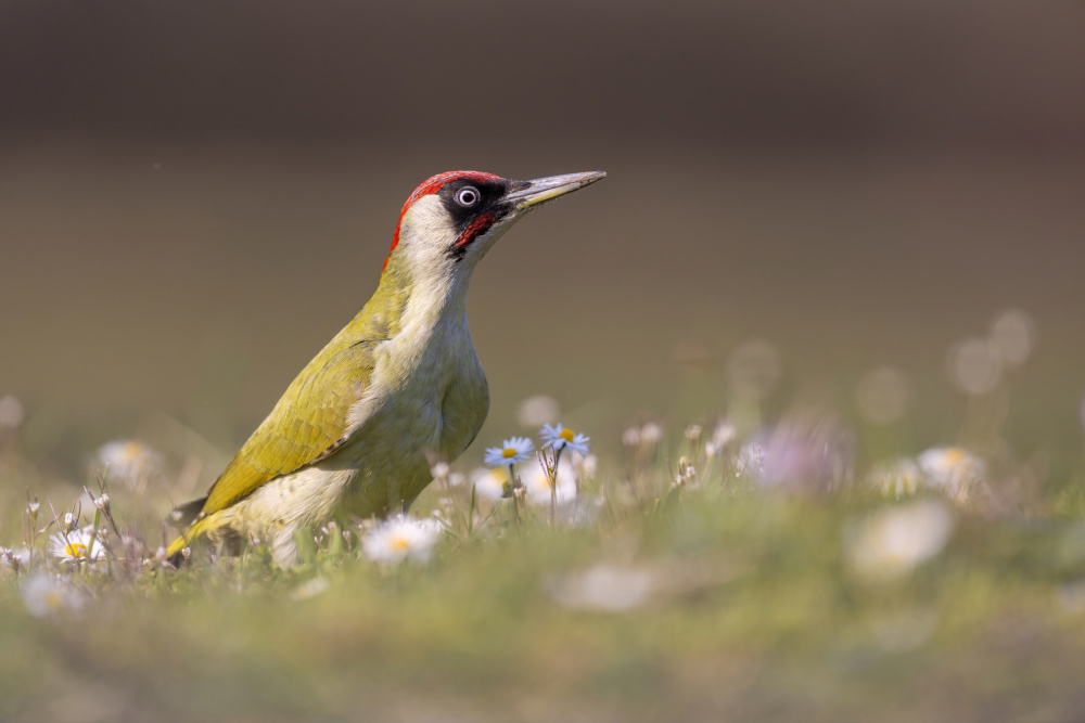 Walking in the flowers von Marco Redaelli