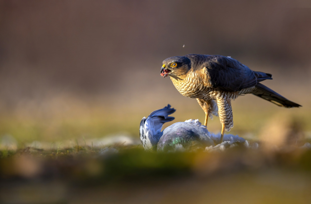 Hunter at sunset von Marco Redaelli