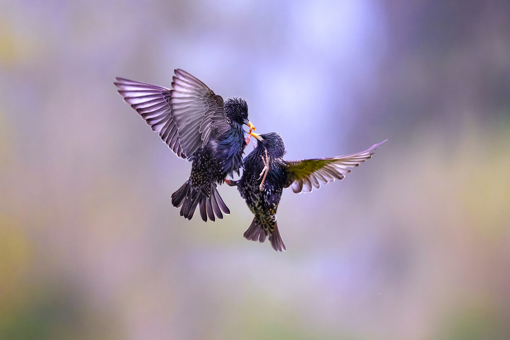 Battle for a worm von Marco Redaelli