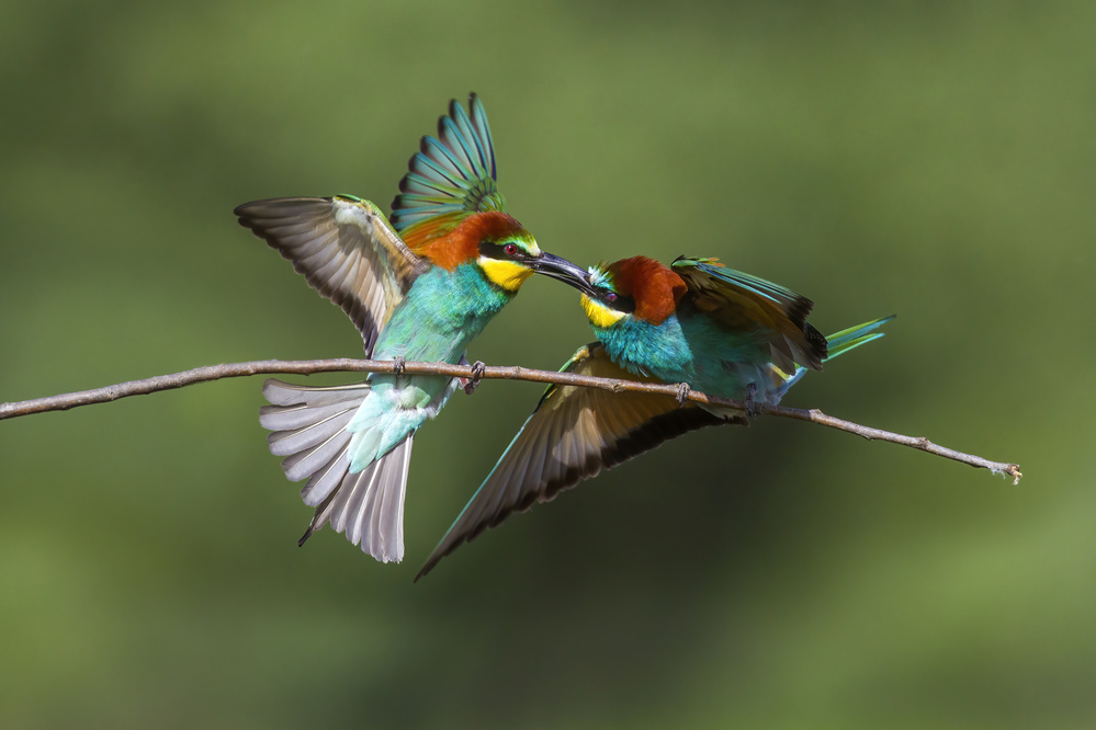 Battle on the twig von Marco Redaelli