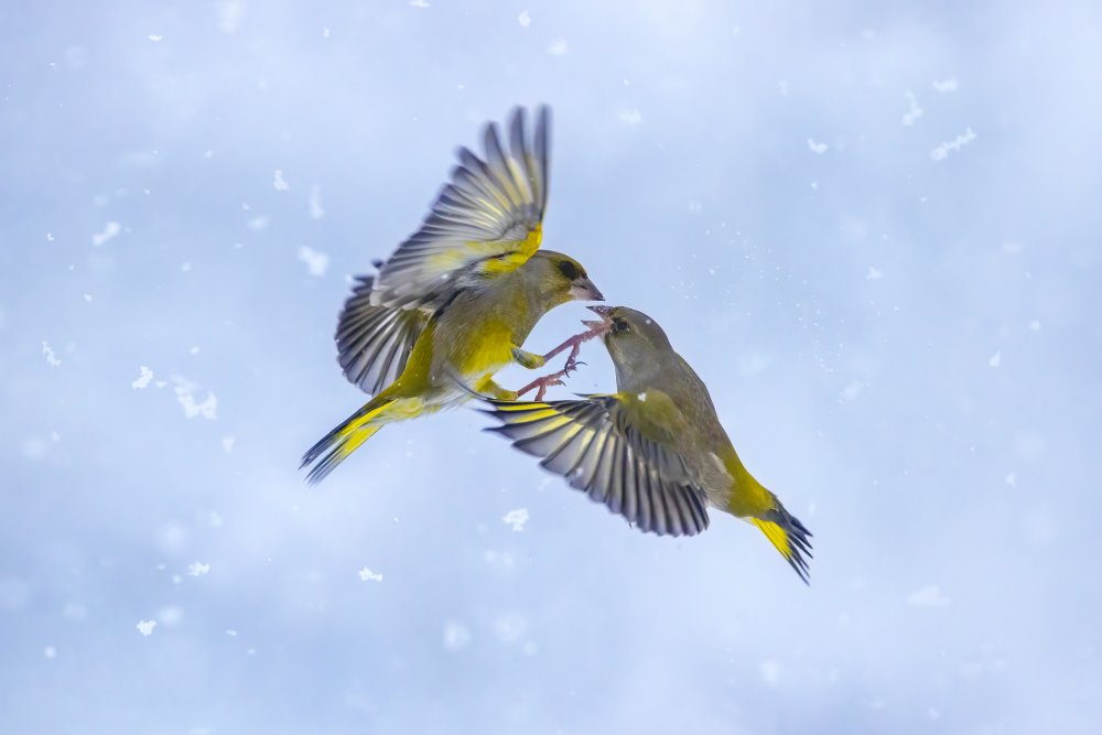 Battle in the snow von Marco Redaelli