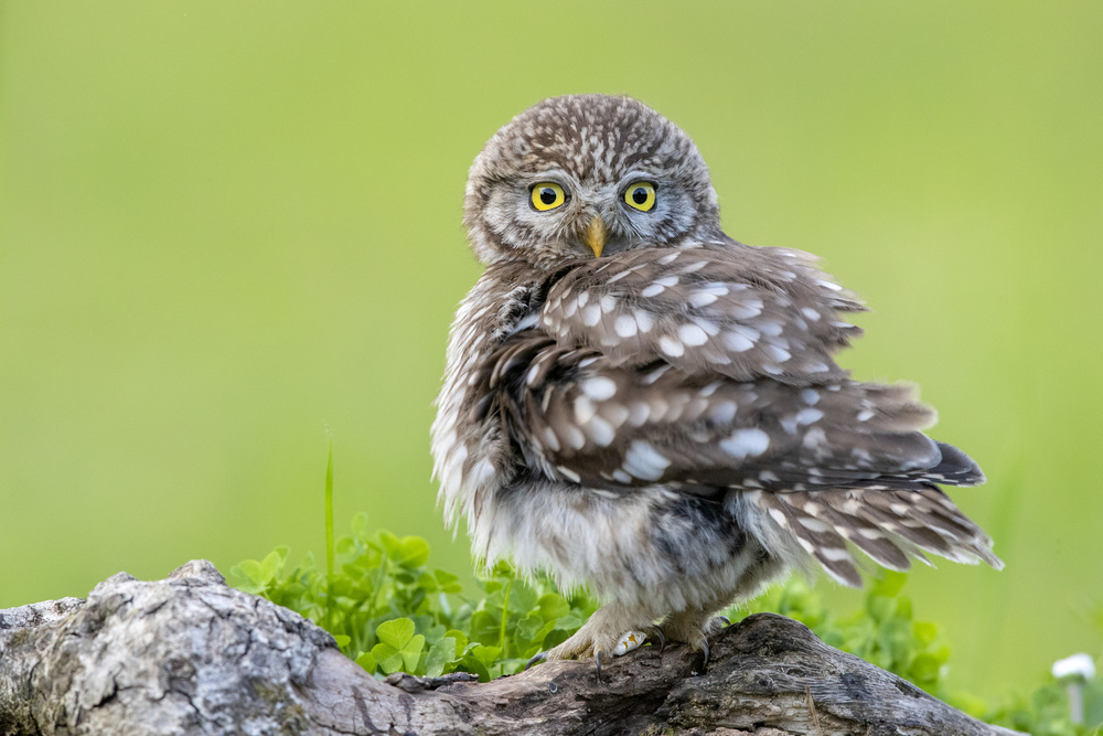 Little bawl von Marco Redaelli