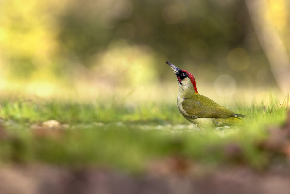 Look up von Marco Redaelli