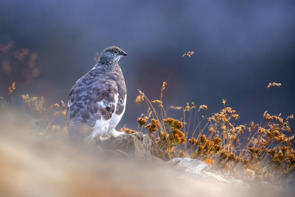 Partridge at dawn von Marco Redaelli