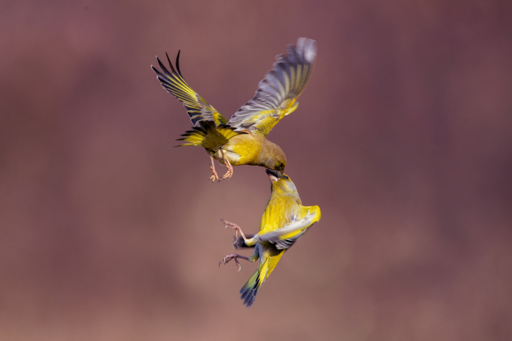 Seed in the eye von Marco Redaelli