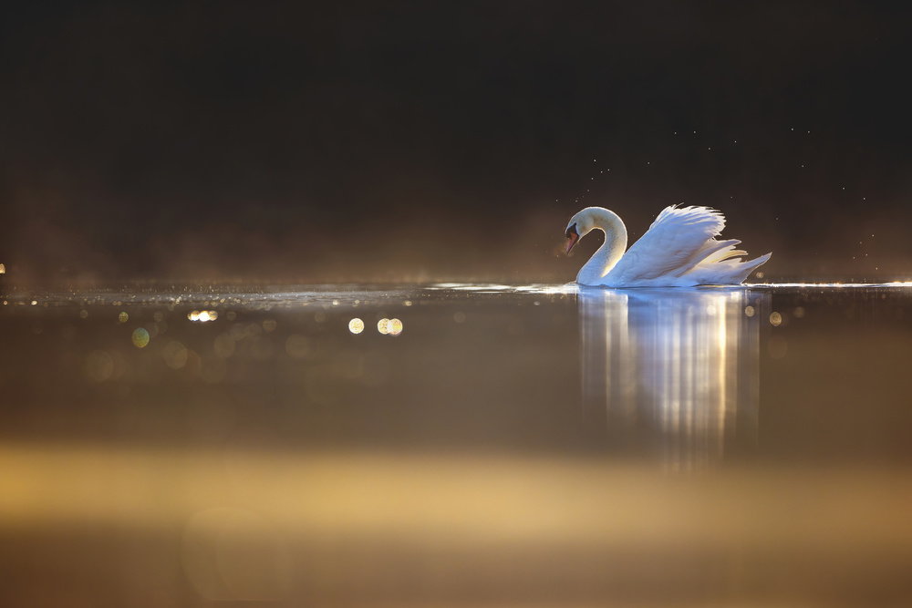 Swan at dawn von Marco Redaelli