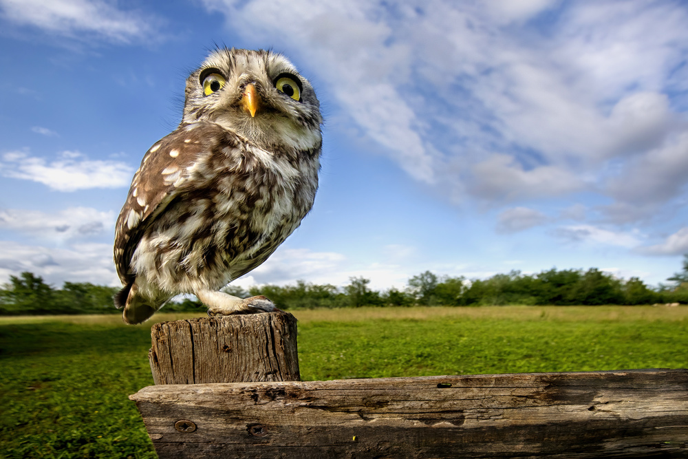 Little owl \ wide angle von Marco Redaelli