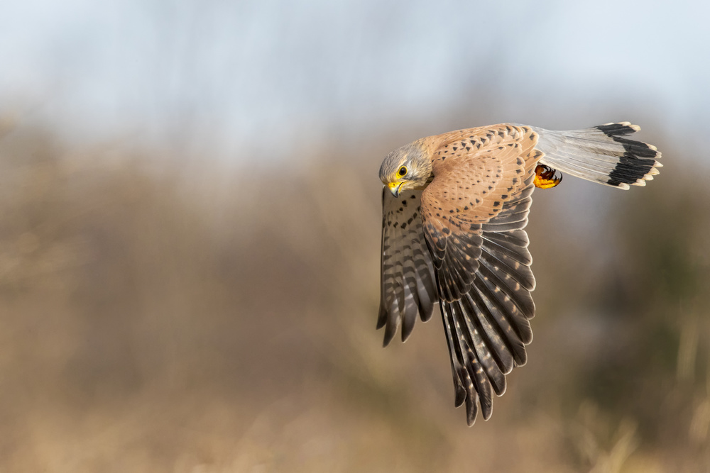 Kestrel on patrol von Marco Redaelli