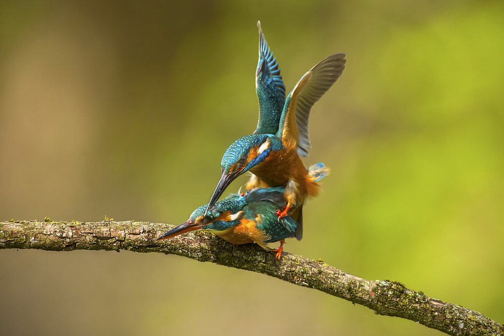 Kingfisher in love von Marco Redaelli