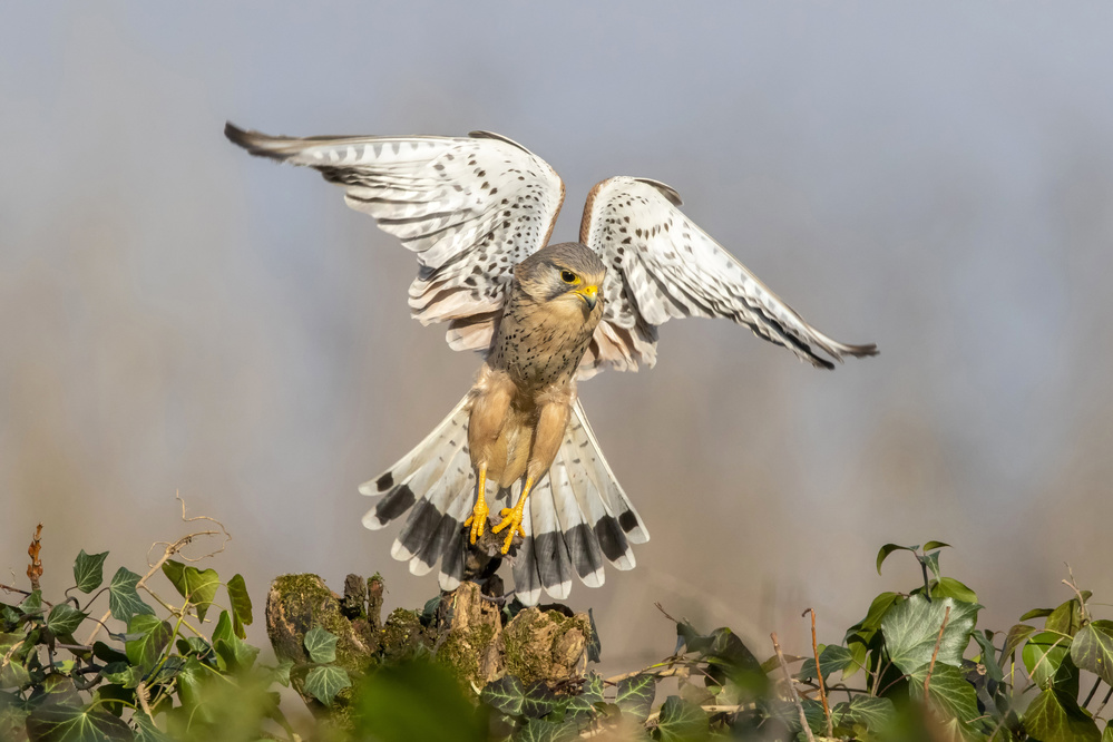 Like a angel von Marco Redaelli