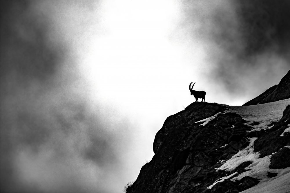 Where ibex dare von Marco Redaelli