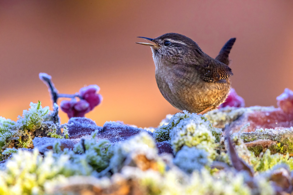 Wren in the ice von Marco Redaelli