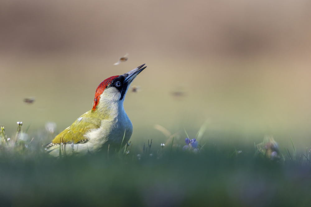 Among the flowers and the bees von Marco Redaelli