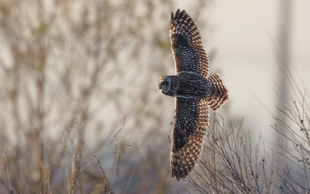 Asio Flammeus von Marco Roghi