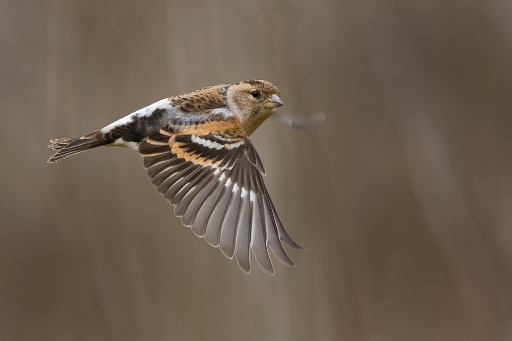 Brambling in FLy von Marco Roghi