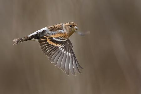 Brambling in FLy