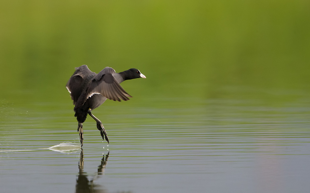 The Dancer von Marco Roghi