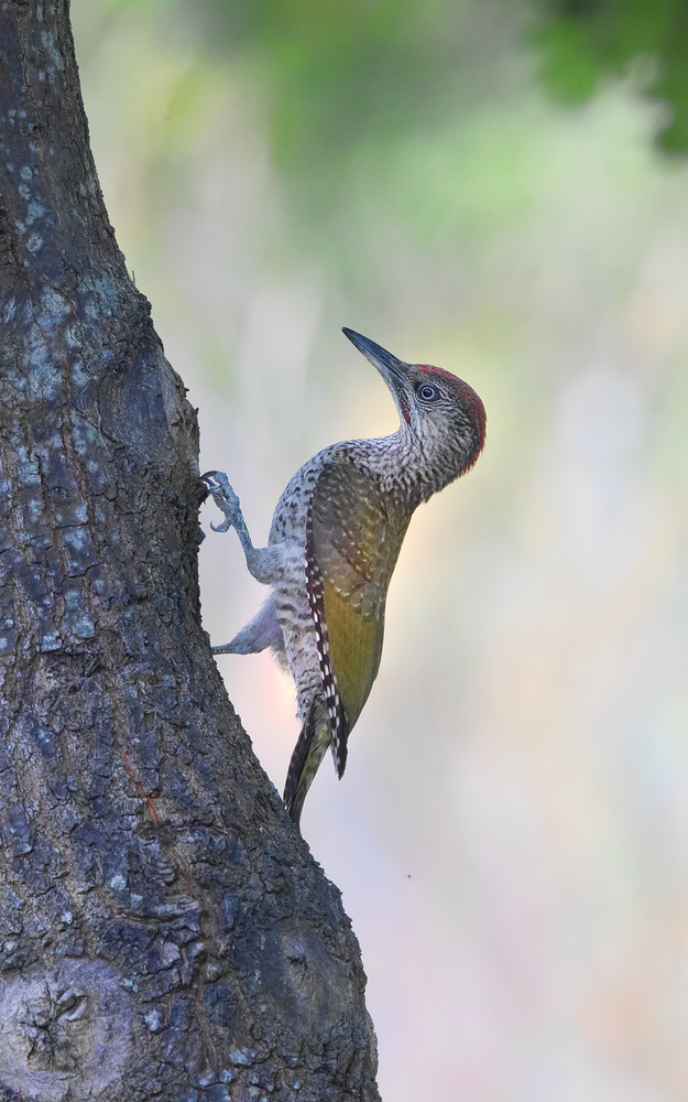 Strike a Pose von Marco Roghi