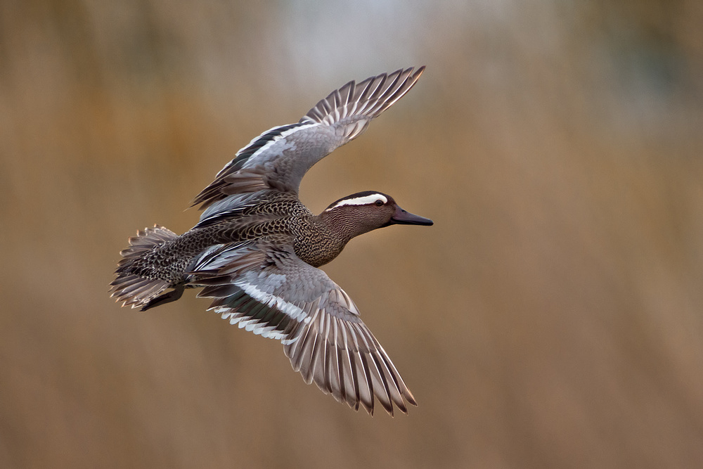 Garganey von Marco Roghi