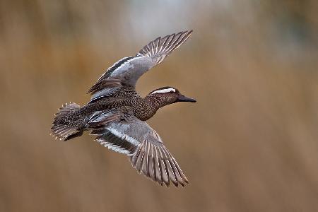 Garganey