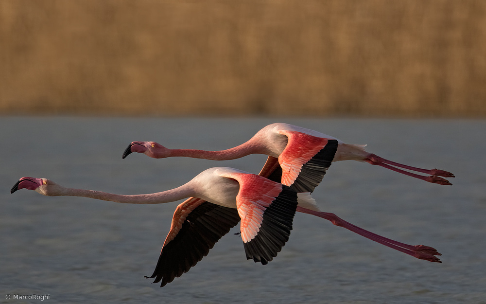 Pink Synchronism von Marco Roghi