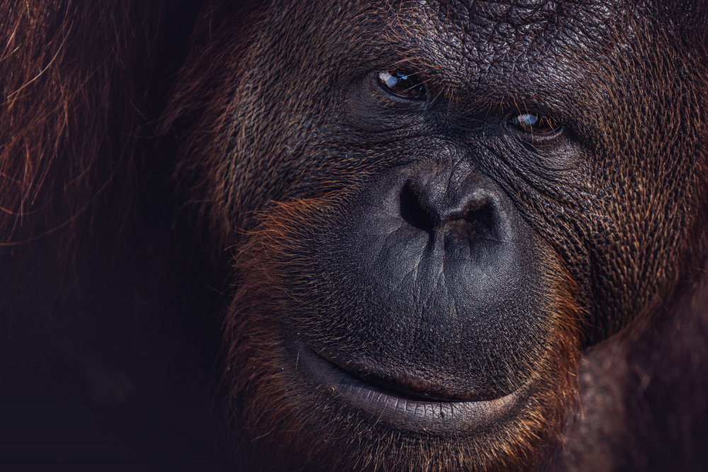 Eyes of Borneo von Marco Tagliarino