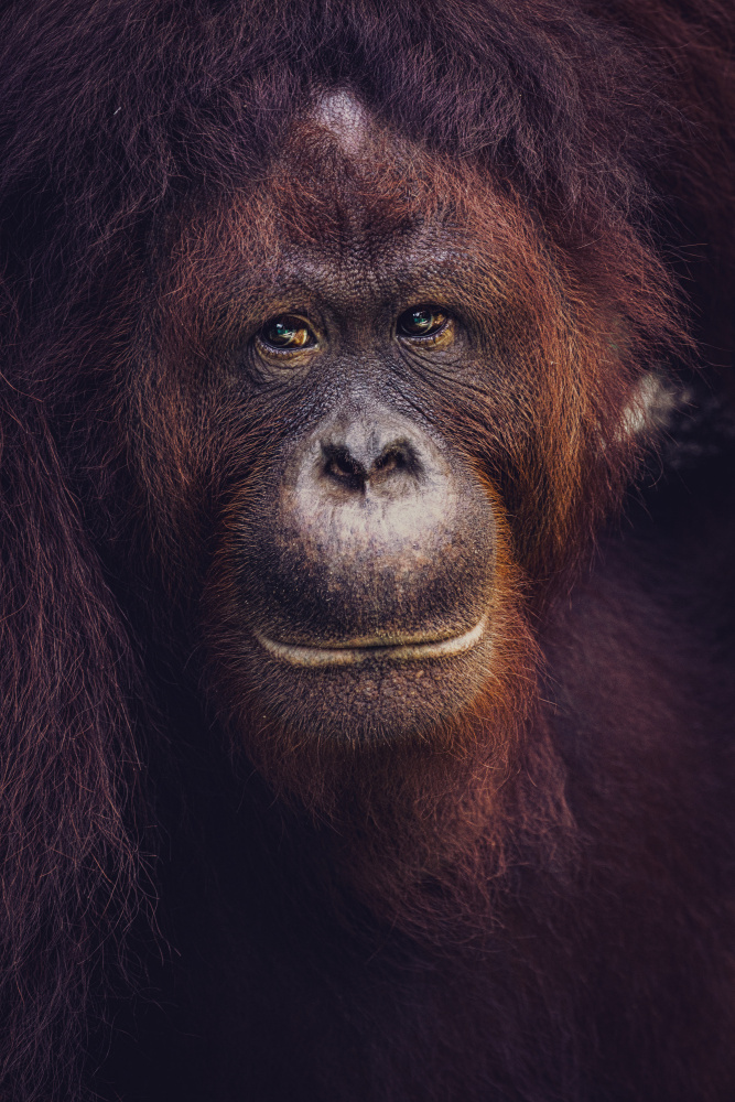 Eyes of Borneo von Marco Tagliarino