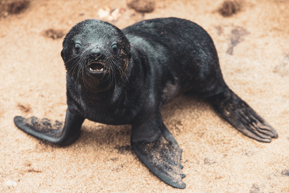 Baby seal von Marco Tagliarino