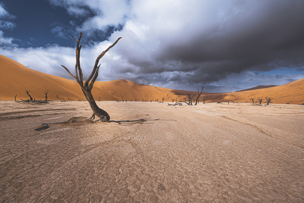 The past life of Deadvlei von Marco Tagliarino