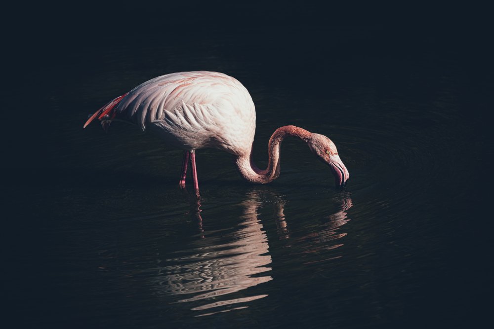 Enlighted flamingo von Marco Tagliarino