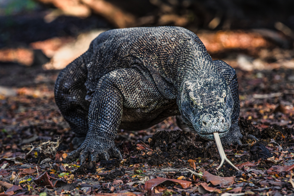 King of Komodo von Marco Tagliarino