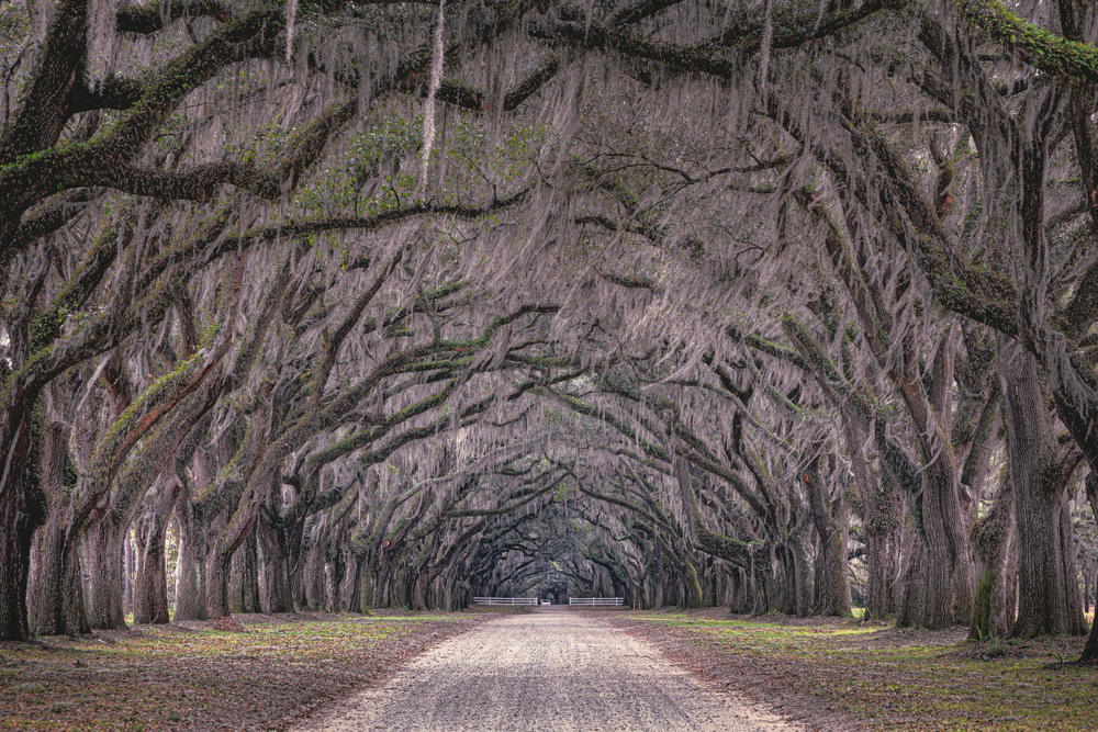 Oaks avenue von Marco Tagliarino