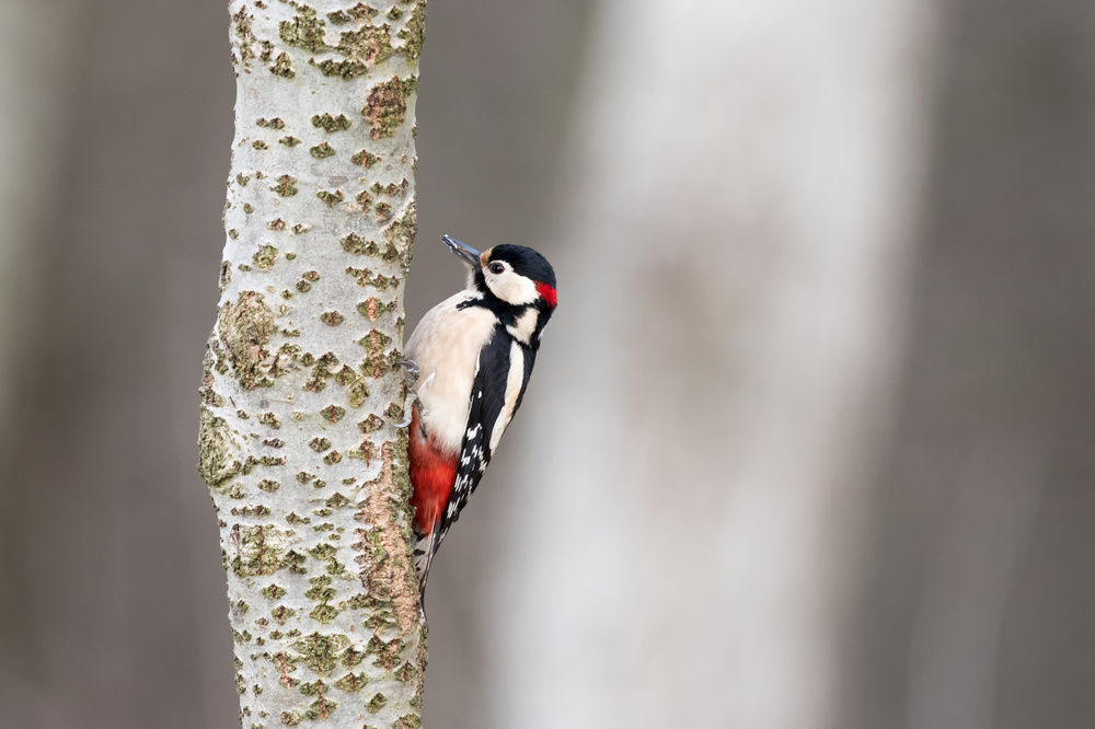 Great Woodpecker von marcobesso