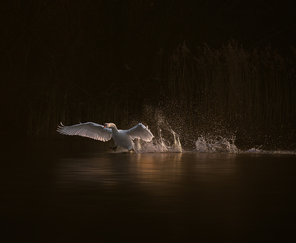 swans morning von Marei