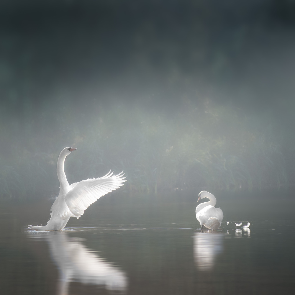 swansee von Marei