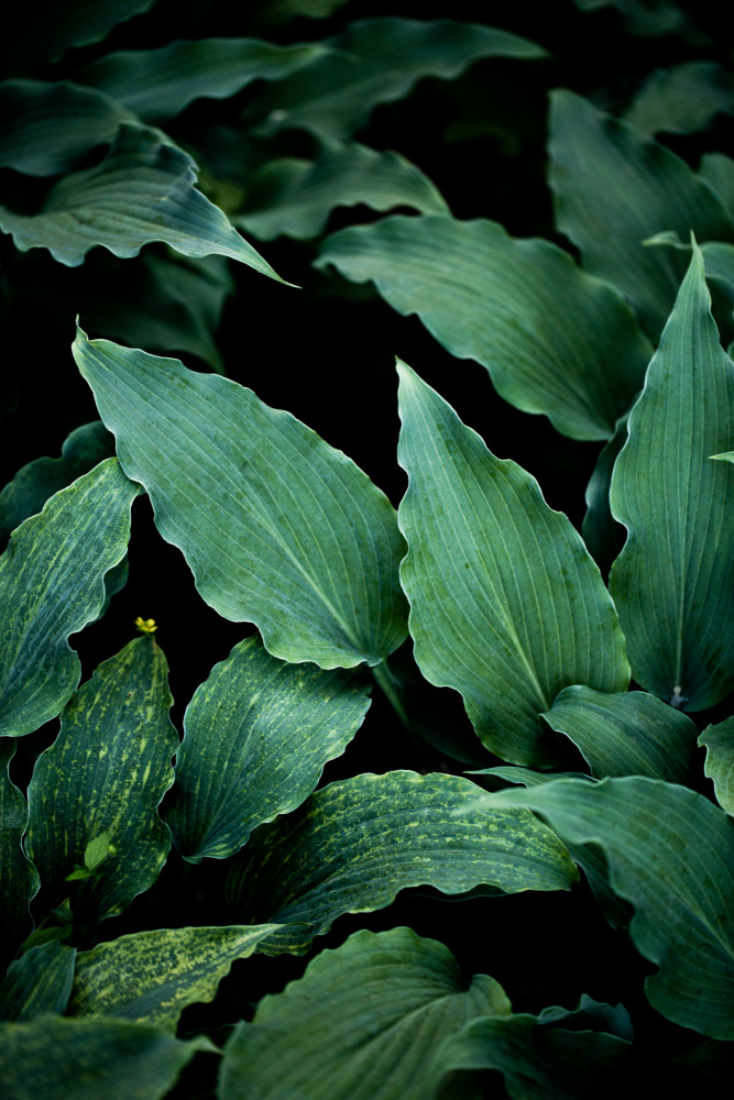 Dark Leaves 15 von Mareike Böhmer