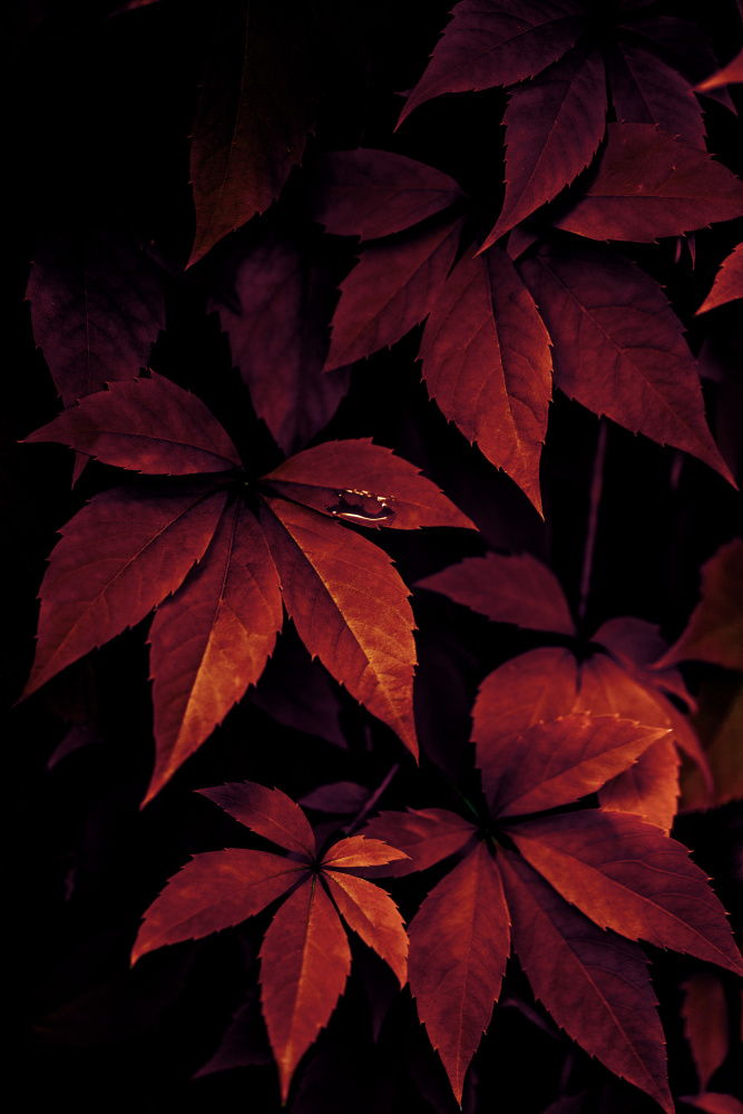 Dark Leaves 7X von Mareike Böhmer