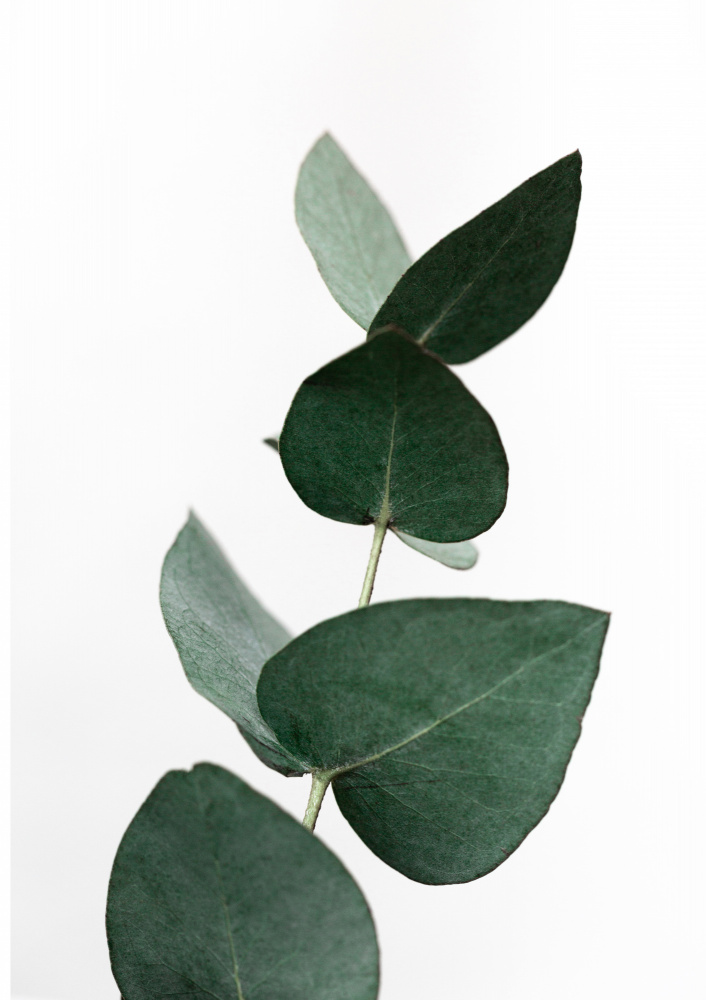 Eucalyptus 4 A1 von Mareike Böhmer