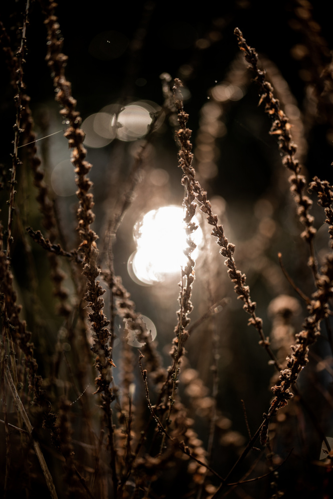 Autumn Lights 2 von Mareike Böhmer