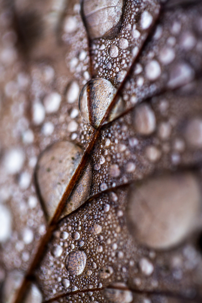 Mareike Böhmer   Autumn Rain von Mareike Böhmer