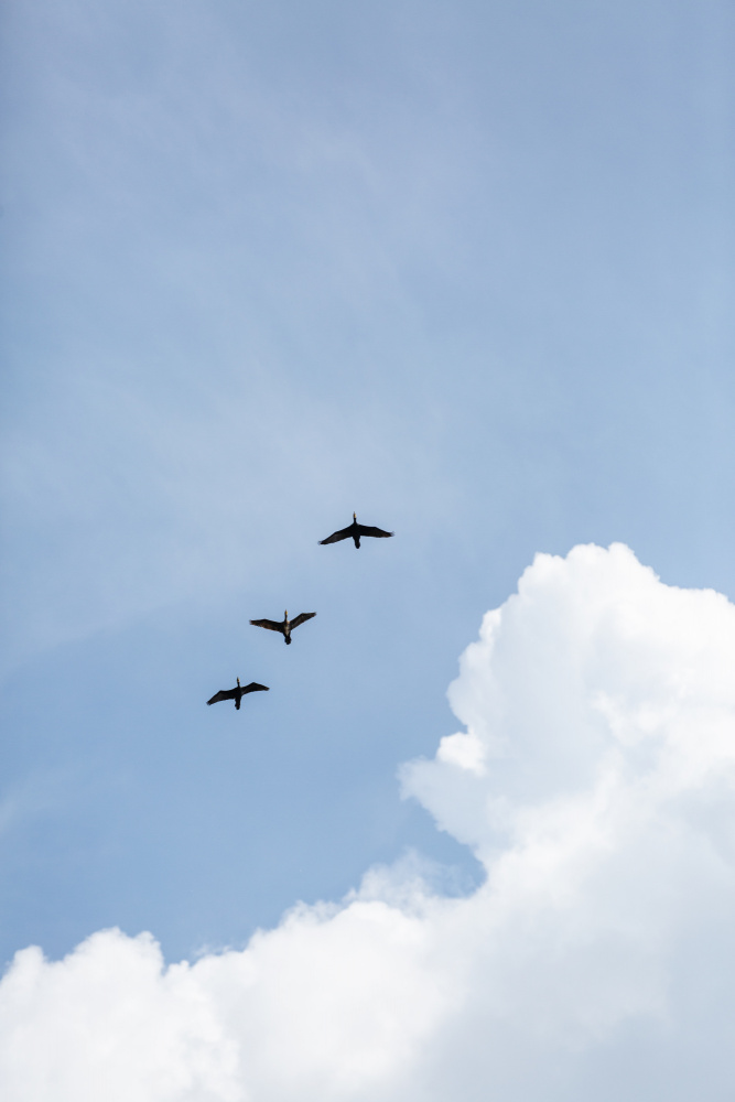 Flying Home von Mareike Böhmer