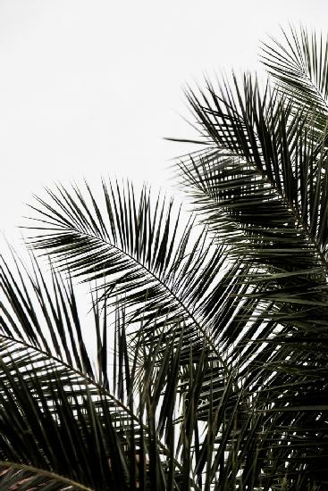 Palm Leaves 3