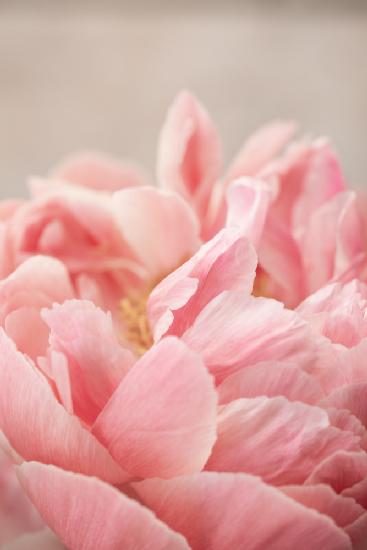 Peony 4