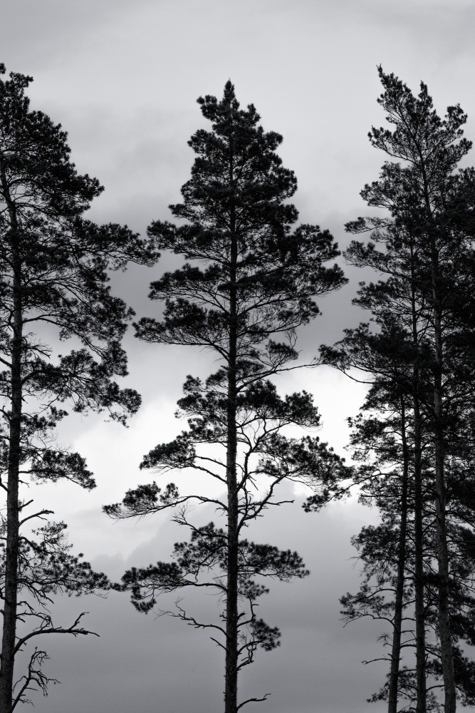 Swedish Trees von Mareike Böhmer