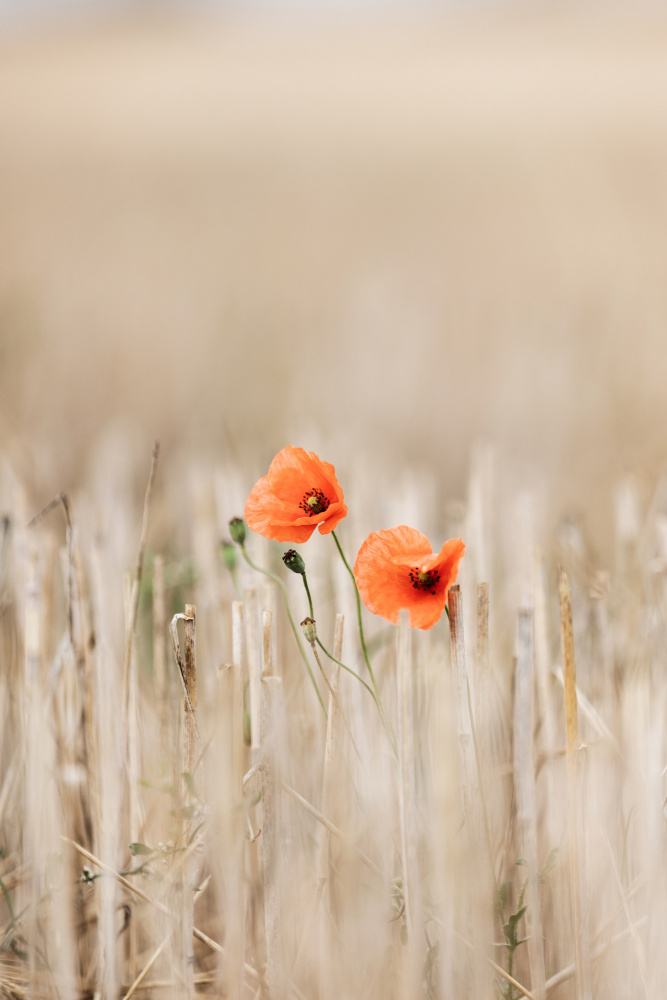 Summer Poppies von Mareike Böhmer