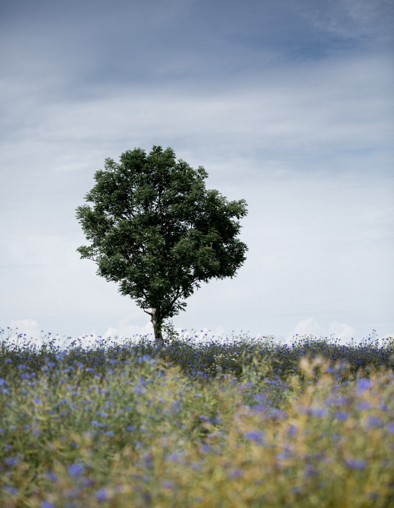 Summer Meadow von Mareike Böhmer