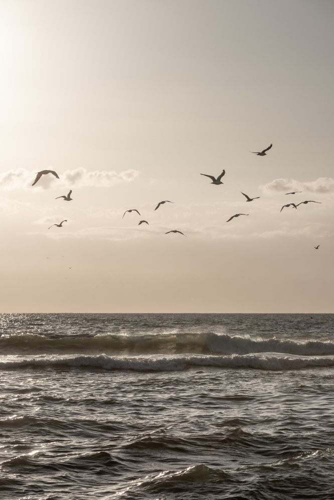 Birds and the Sea 3 von Mareike Böhmer