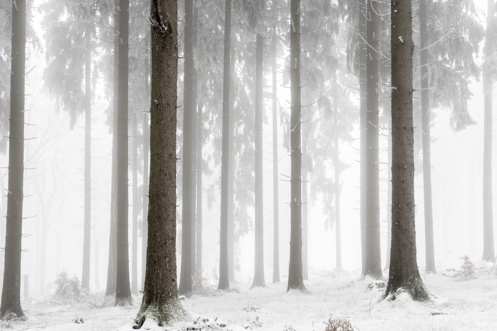 Winter Forest von Mareike Böhmer