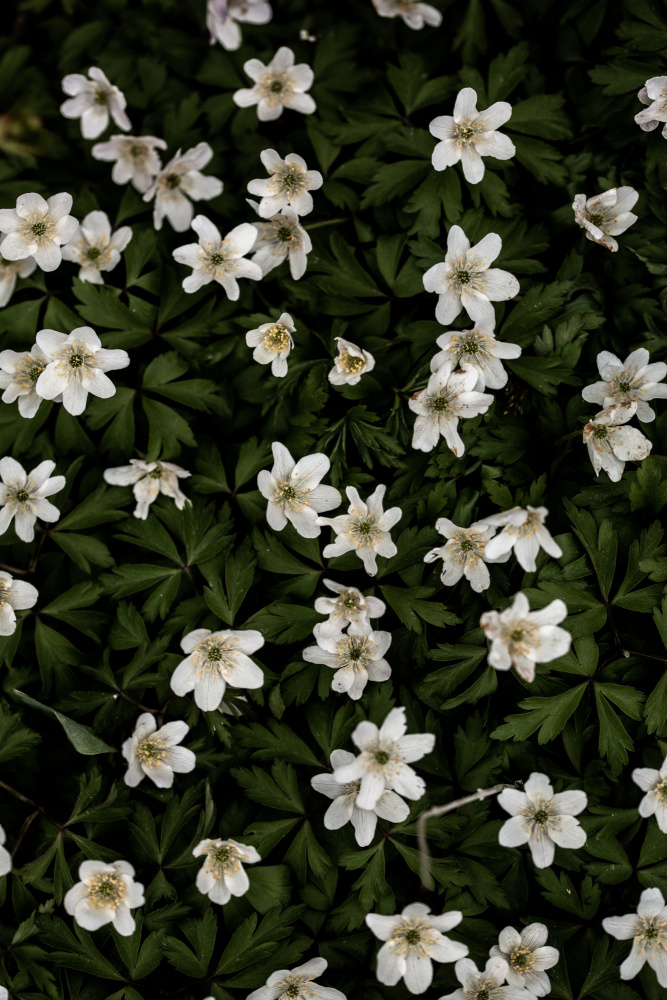 Tiny Flowers 2 von Mareike Böhmer